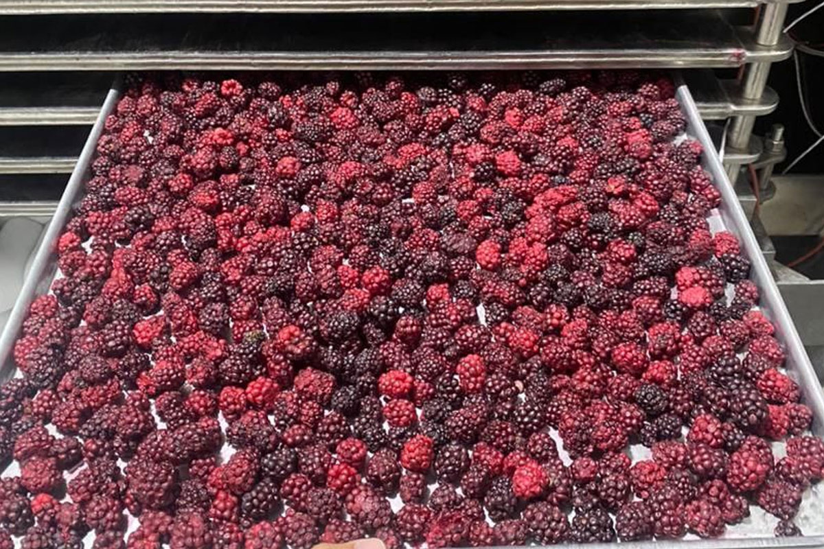 Freeze Dried Fruits