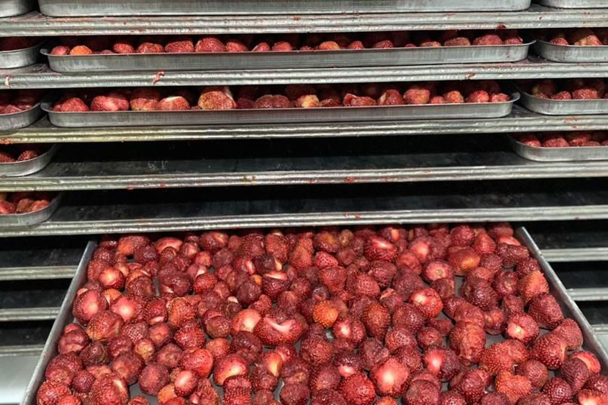 Freeze Dried Fruits